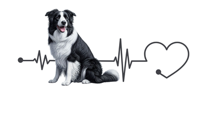 Border Collie Premium Dog Sticker